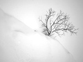 "snijeg i drvce"