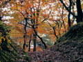 autumn road