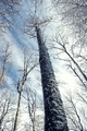 Zamrznuta šuma