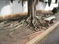 Korijen tropskog drveta