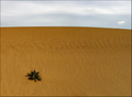 život u pjesku