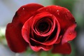 ružo, ružice, znoje ti se latice