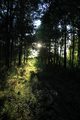 šumska svjetla