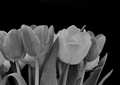 sivo -bijeli cvijet