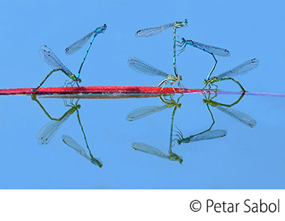 Petar_Sabol_Natural_abstract_3.jpg