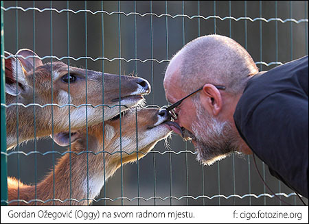 oggy.jpg
